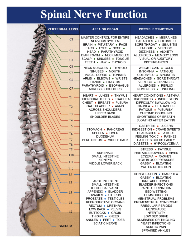 new spinal nerve function