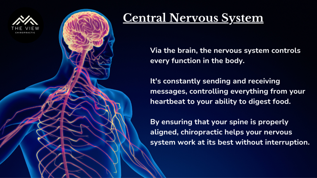 Illustration showing the connection between the nervous system and immune system